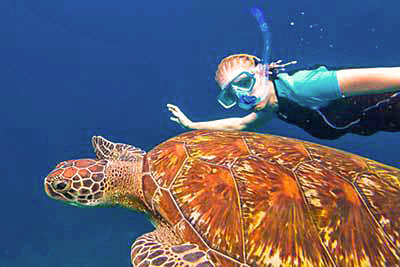 Meeresschildkröte vor Mauritius