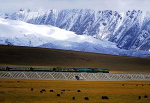 tibet-bahn, berge, zug, yaks