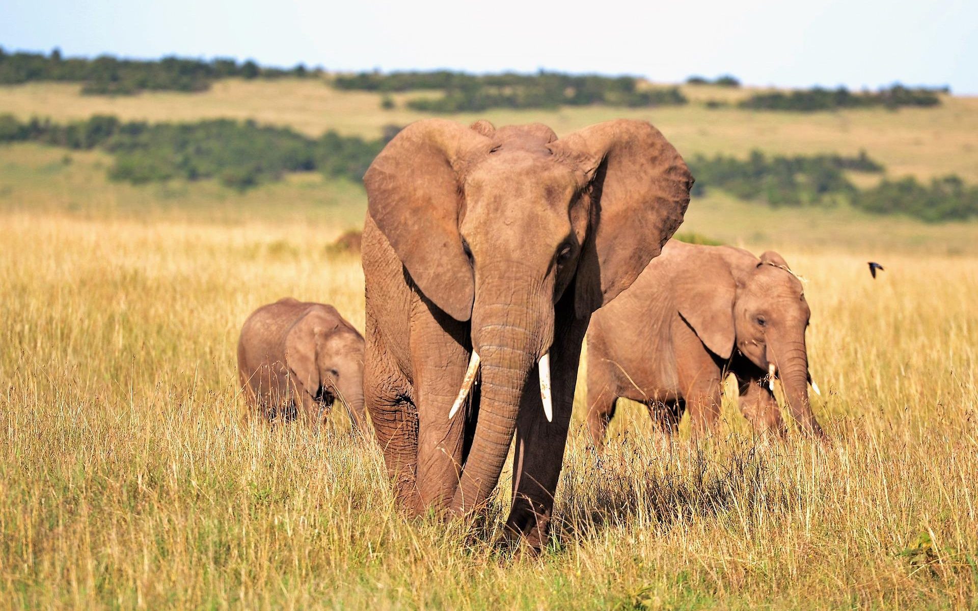 Afrikanische Elefanten, Kenia