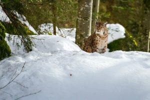 nationalpark bayerischer wald, luchs, schnee