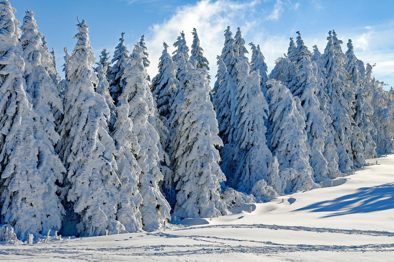 schnee, wald, tannen, landschaft