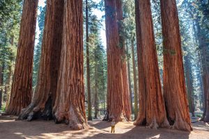 Sequoia National Park, Riesenmammutbaum