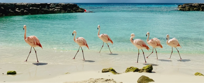 Am schönen Karibikstrand Flamingo Beach auf Aruba kannst du wildlebende Flamingos entdecken.
